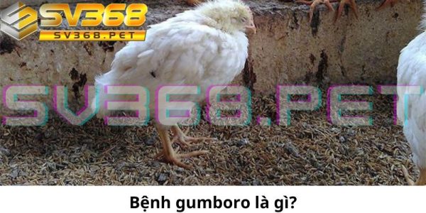 Bệnh Gumboro có tỷ lệ gây tử vong ở gà cực lớn, từ 50 - 60%