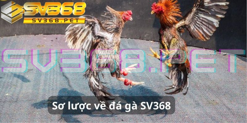 Đá gà trực tiếp thomo tại SV386